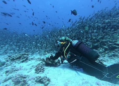 Scuba Diving at Dusk in Unawatuna