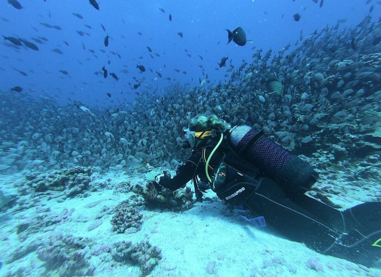 Scuba Diving at Dusk in Unawatuna