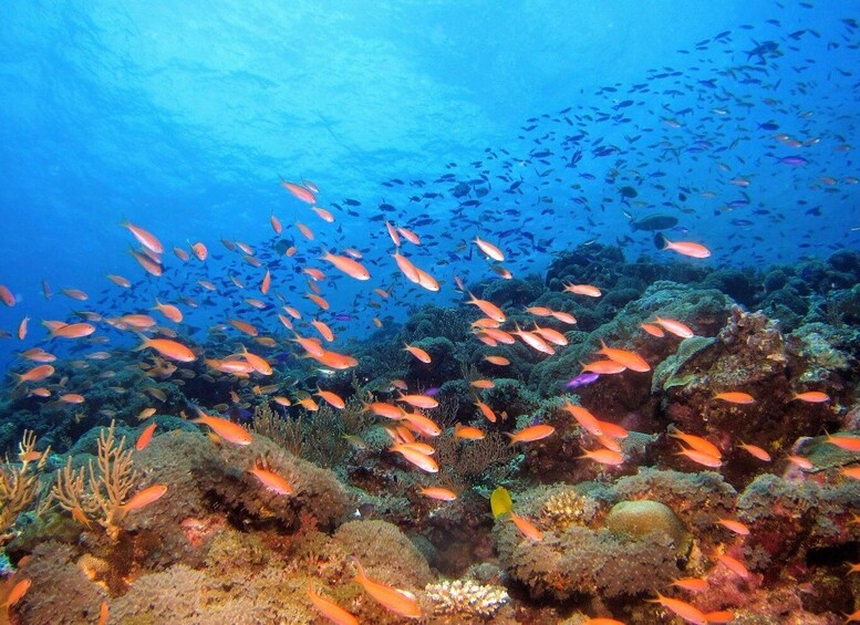 Picture 1 for Activity Scuba Diving at Dusk in Unawatuna