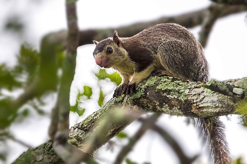 Picture 9 for Activity Hikkaduwa: Yala & Udawalawe Safari Day Trip with Picnic