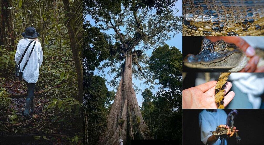 Picture 5 for Activity Iquitos to the Amazon: 2-Day Jungle & Wildlife Experience