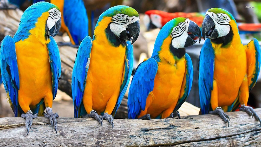 Picture 2 for Activity From Iquitos: 2-Day Amazon Rainforest Excursion