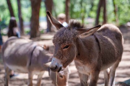 Cagliari: Picnic with Sardinian Donkeys