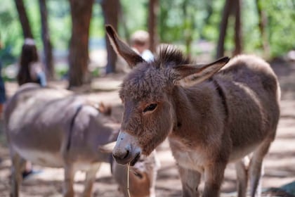 Cagliari: Picnic with Donkeys at the Monte Cresia