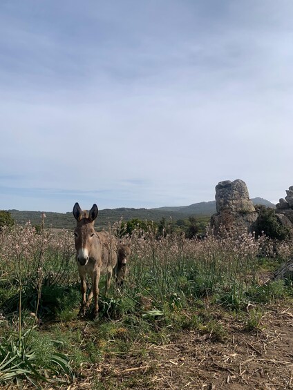 Picture 11 for Activity Cagliari: Picnic with Sardinian Donkeys