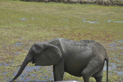 From Zanzibar To Selous National Park Day Trip