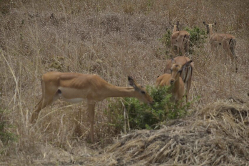 Picture 13 for Activity From Zanzibar To Selous National Park Day Trip