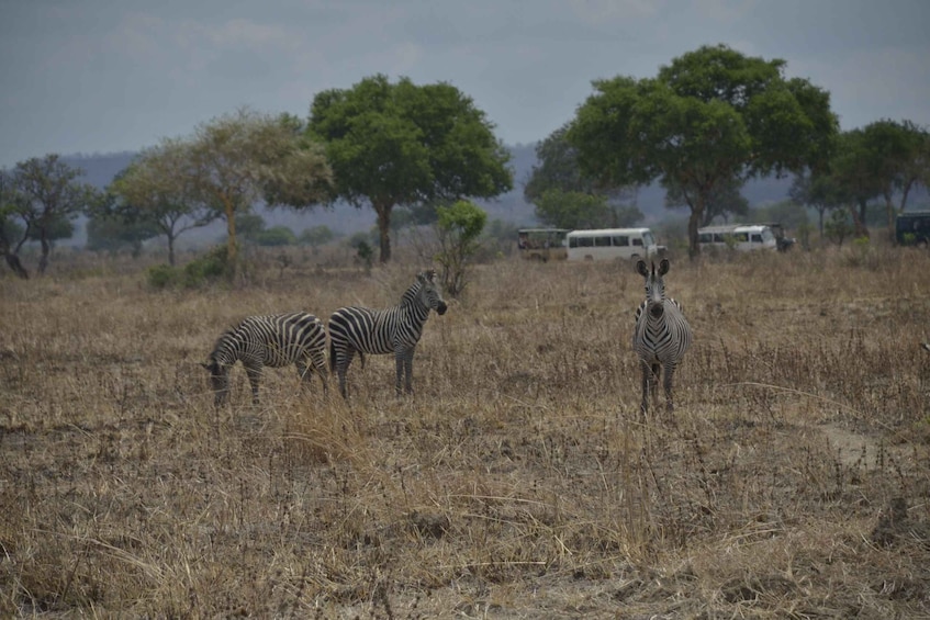 Picture 16 for Activity From Zanzibar To Selous National Park Day Trip