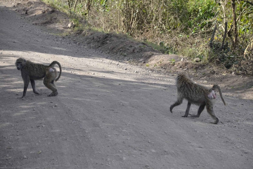 Picture 21 for Activity From Zanzibar To Selous National Park Day Trip