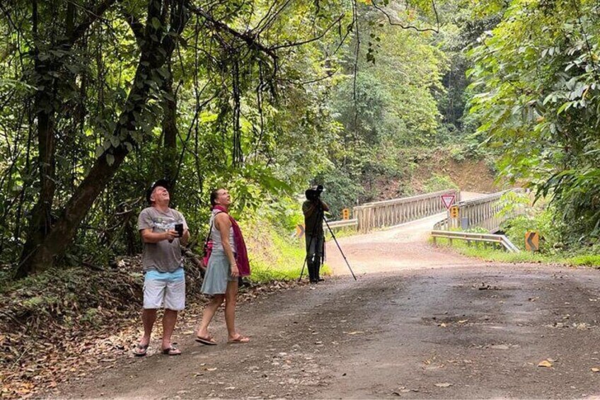 4 Hour Private Guided Tour in Osa Jungle