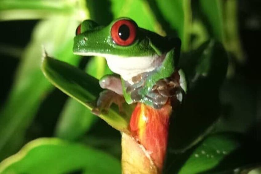 4 Hour Private Guided Tour in Osa Jungle