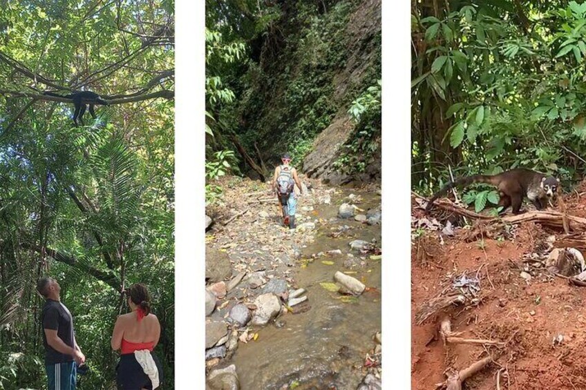 4 Hour Private Guided Tour in Osa Jungle