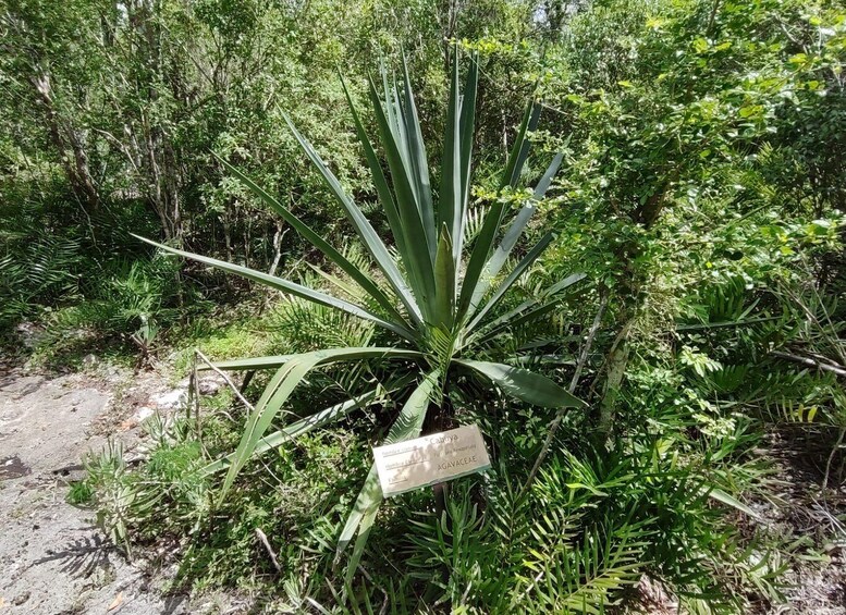 Picture 6 for Activity Bayahibe: National Park Jungle Walk & Snorkeling in Cenotes