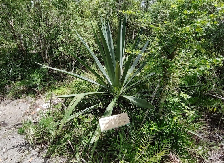 Picture 6 for Activity Bayahibe: National Park Jungle Walk & Snorkeling in Cenotes