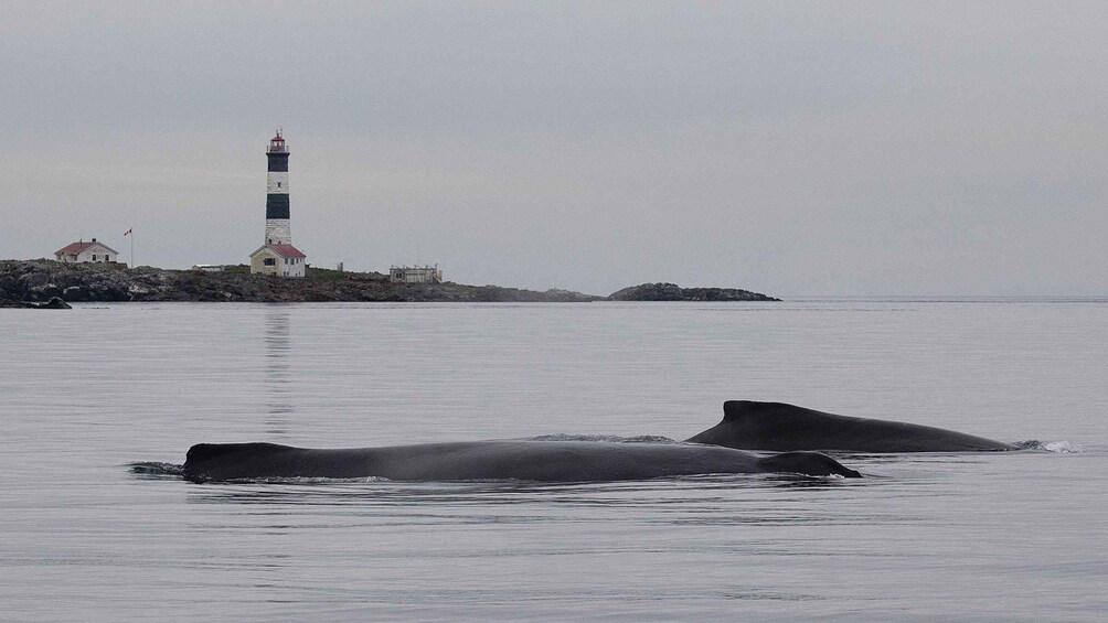 Picture 3 for Activity Victoria: Guided Whale and Wildlife-Watching Cruise