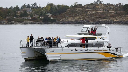 Victoria: Guided Whale and Wildlife-Watching Cruise