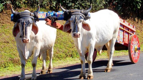 San Jose: Fabbriche e negozi di carrelli a bussola Doka, Grecia e Sarchi