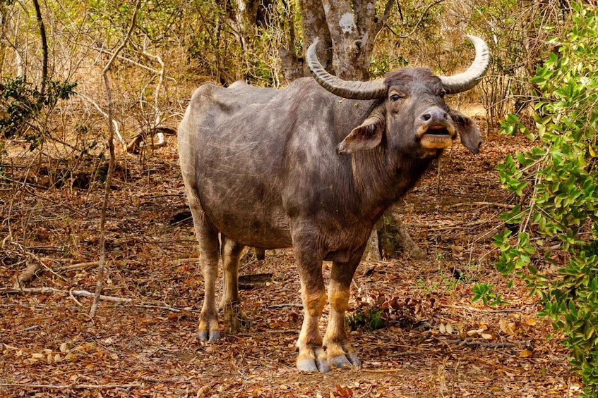 Picture 2 for Activity Yala National Park Wildlife safari from Galle