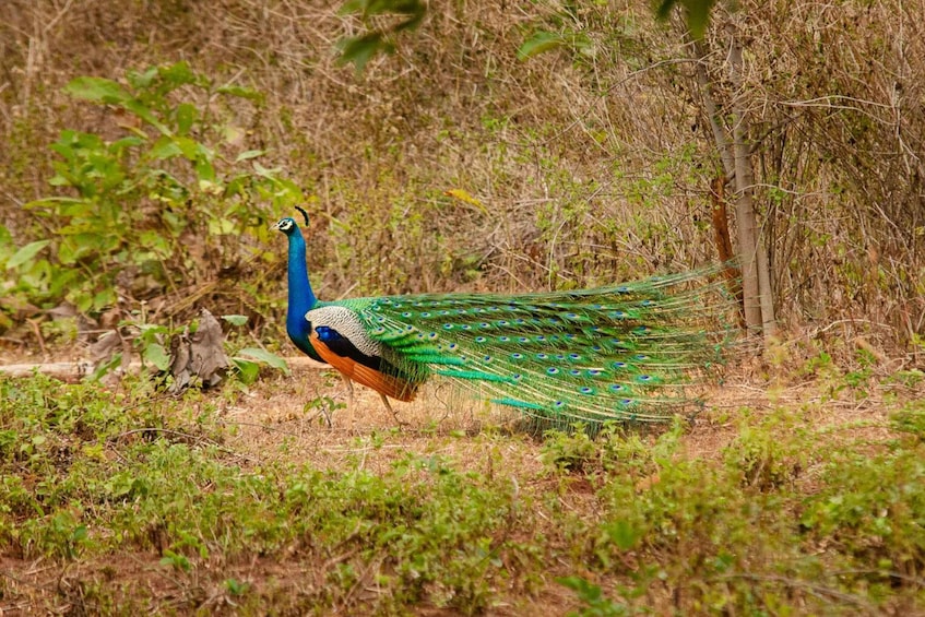 Picture 5 for Activity Yala National Park Wildlife safari from Galle