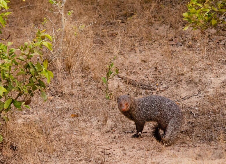 Picture 11 for Activity Yala National Park Wildlife safari from Galle