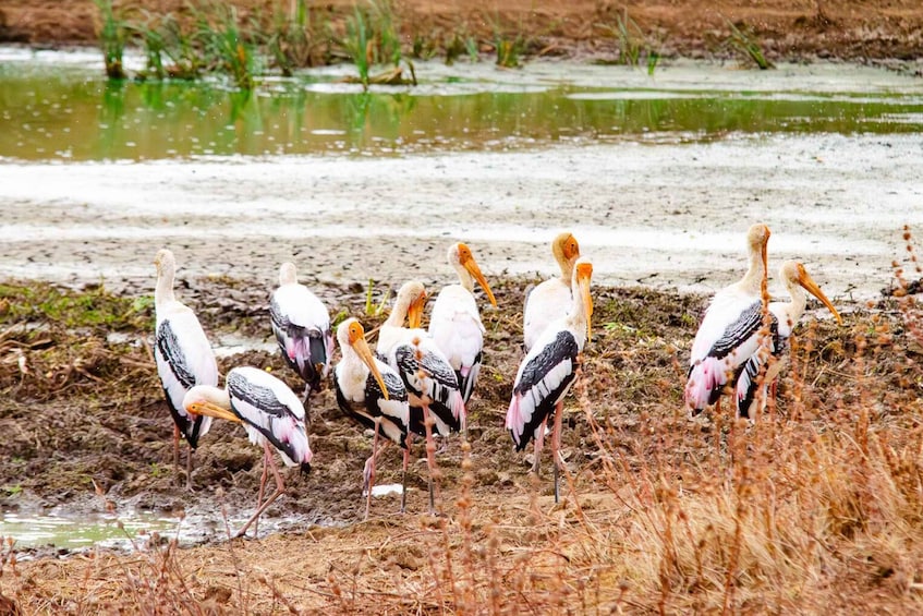 Picture 12 for Activity Yala National Park Wildlife safari from Galle