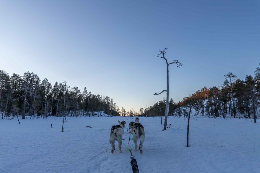 Picture 2 for Activity Kemi: Sleddog Husky Safari incl. hot drink