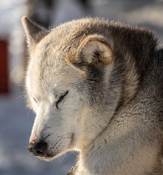 Picture 6 for Activity Kemi: Sleddog Husky Safari incl. hot drink