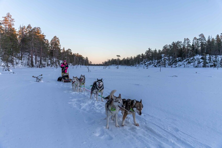 Picture 3 for Activity Kemi: Sleddog Husky Safari incl. hot drink