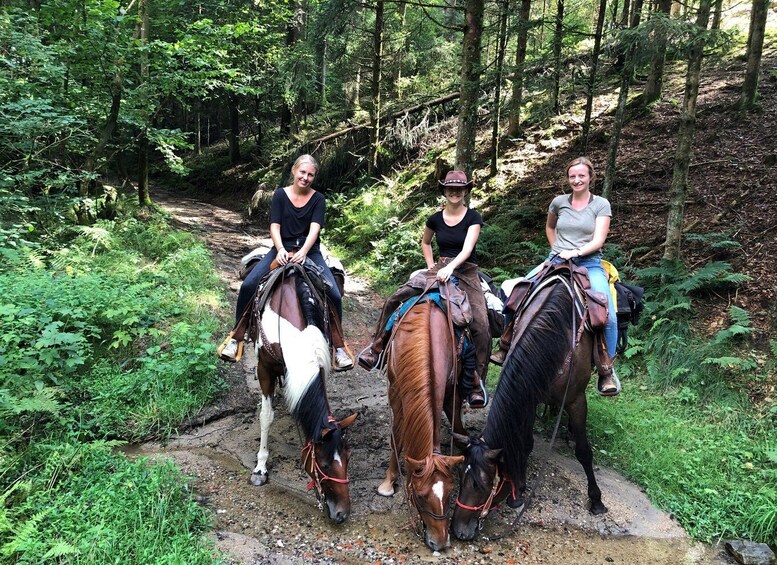 Picture 1 for Activity Upper Austria: landscape, forests, meadows