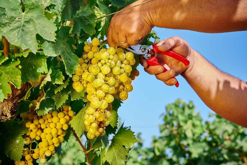 Picture 2 for Activity Castelbuono: Wine Tasting Tour in the Madonie Mountains