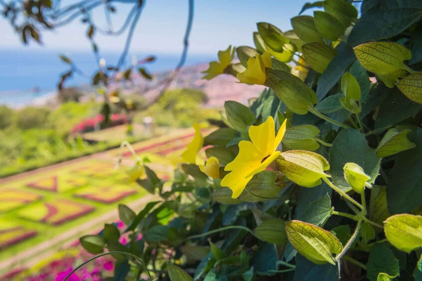 Picture 3 for Activity Botanical Garden & Funchal Old Town Private Tuk Tuk Tour