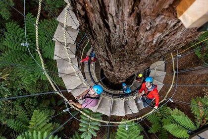 Rotorua: Redwoods Altitude High Ropes Adventure