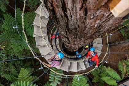 Rotorua: Redwoods Altitude High Ropes Adventure