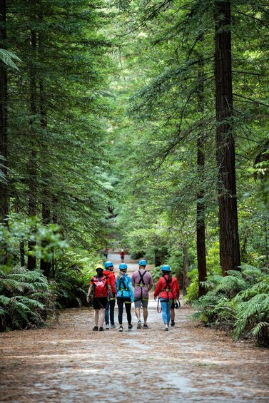 Picture 7 for Activity Rotorua: Redwoods Altitude High Ropes Adventure