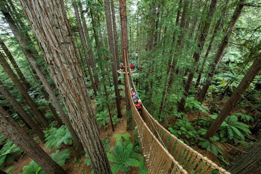 Picture 3 for Activity Rotorua: Redwoods Altitude High Ropes Adventure