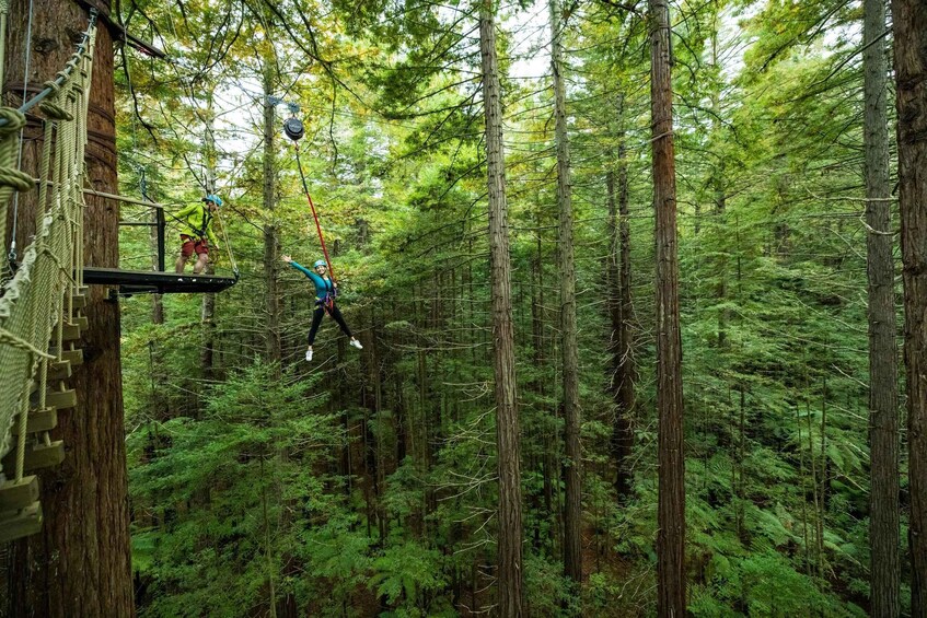 Picture 4 for Activity Rotorua: Redwoods Altitude High Ropes Adventure