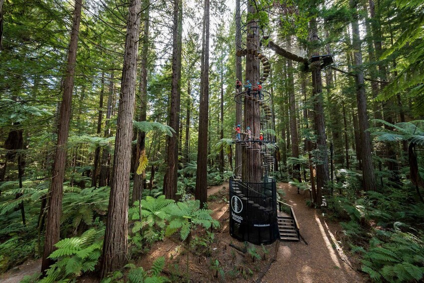 Picture 3 for Activity Rotorua: Redwoods Altitude High Ropes Adventure