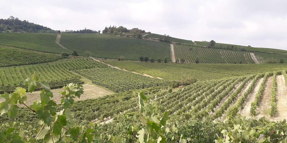 Picture 4 for Activity Degustazione di vini del Monferrato con visita della cantina