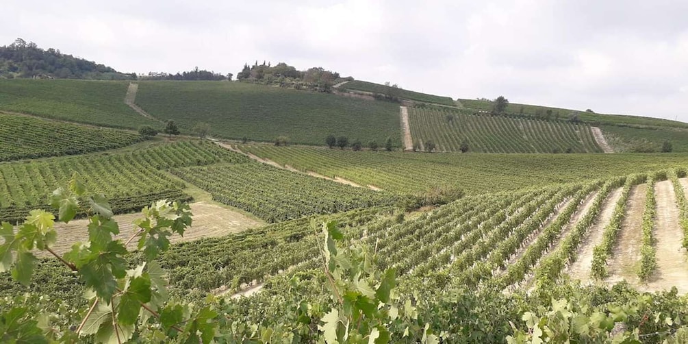 Picture 4 for Activity Degustazione di vini del Monferrato con visita della cantina