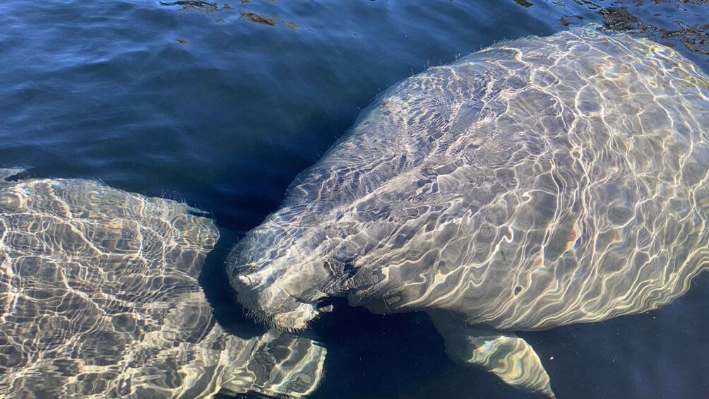 Picture 3 for Activity Sanford: Guided SUP or Kayak Manatee-Watching Tour