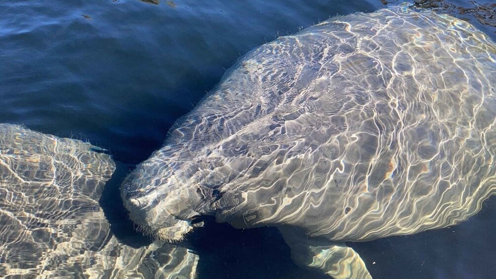 Picture 3 for Activity Sanford: Guided SUP or Kayak Manatee-Watching Tour