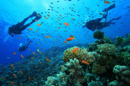 shore dive in red sea with pick up & snacks