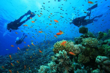 shore dive in red sea with pick up & snacks