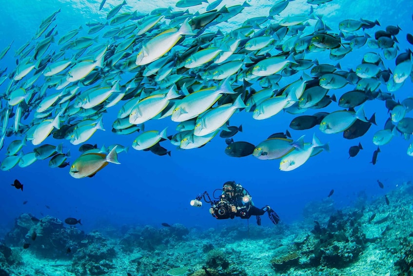 Picture 1 for Activity shore dive in red sea with pick up & snacks