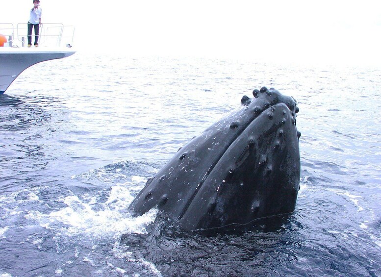 Picture 10 for Activity National Park Kerama Islands 2 boat fan diving (with rental)