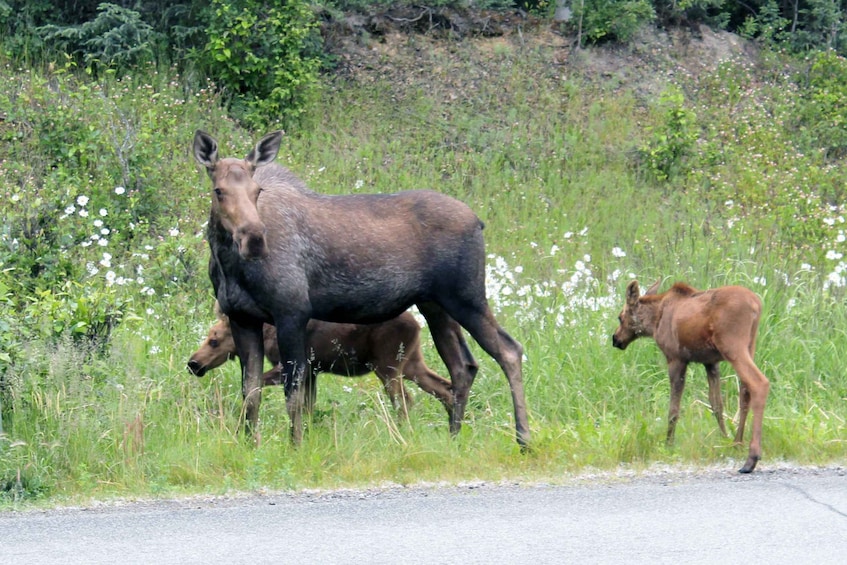 Picture 4 for Activity City of Anchorage Sightseeing & Food Van Tour-New for 2024!