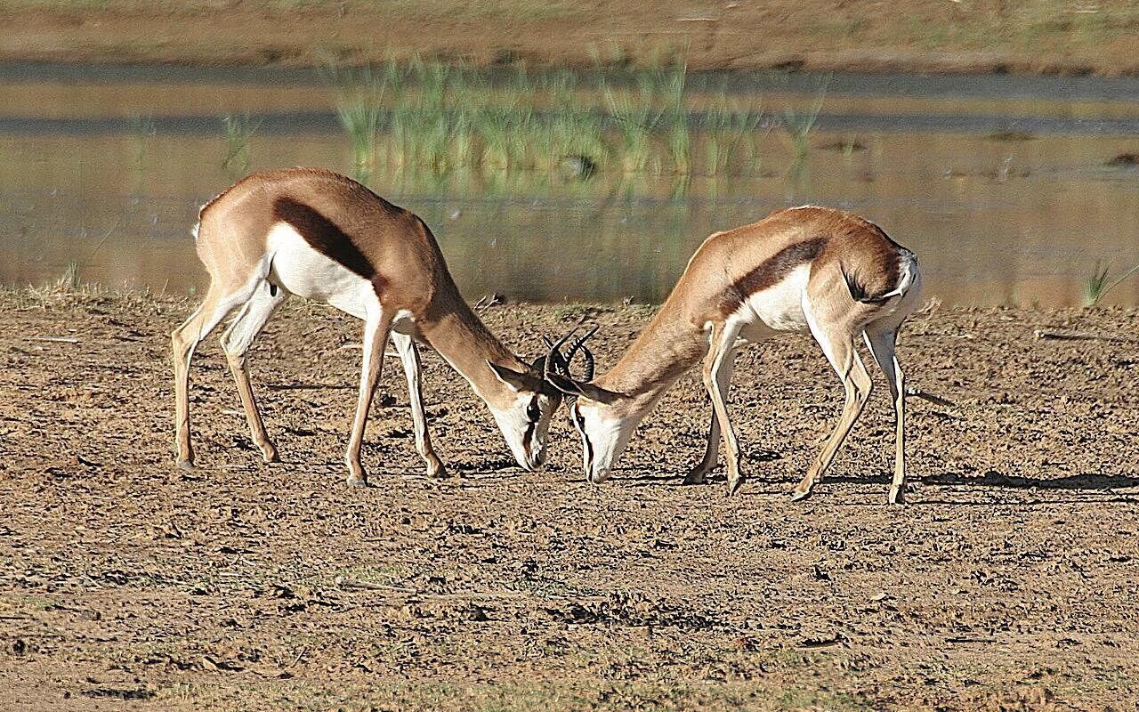 Self drive Aquila Safari Game Reserve Afternoon Game Drive