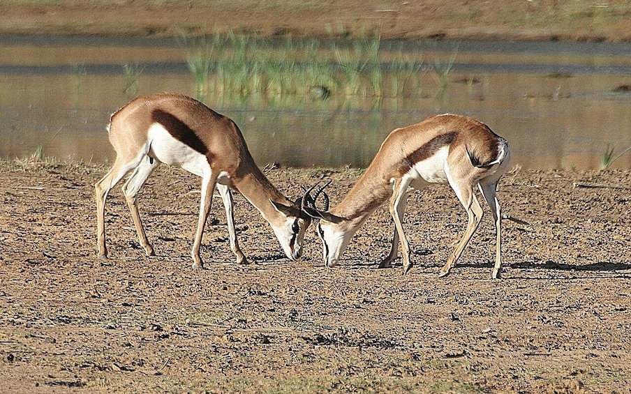 Self drive Aquila Safari Game Reserve Afternoon Game Drive