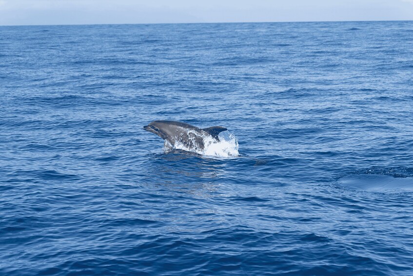 Picture 7 for Activity Los Gigantes: Private Sailing Tour with Swim, Drink, & Tapas