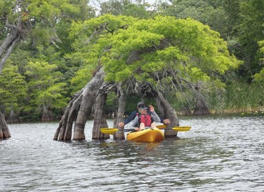 Le lac Norris d'Orlando : 5 heures d'exploration en kayak excursion avec dé...